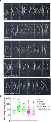 CARK3-mediated ADF4 regulates hypocotyl elongation and soil drought stress in Arabidopsis